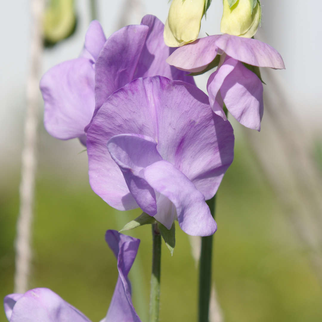 Luktärt - Cuthbertson Frank