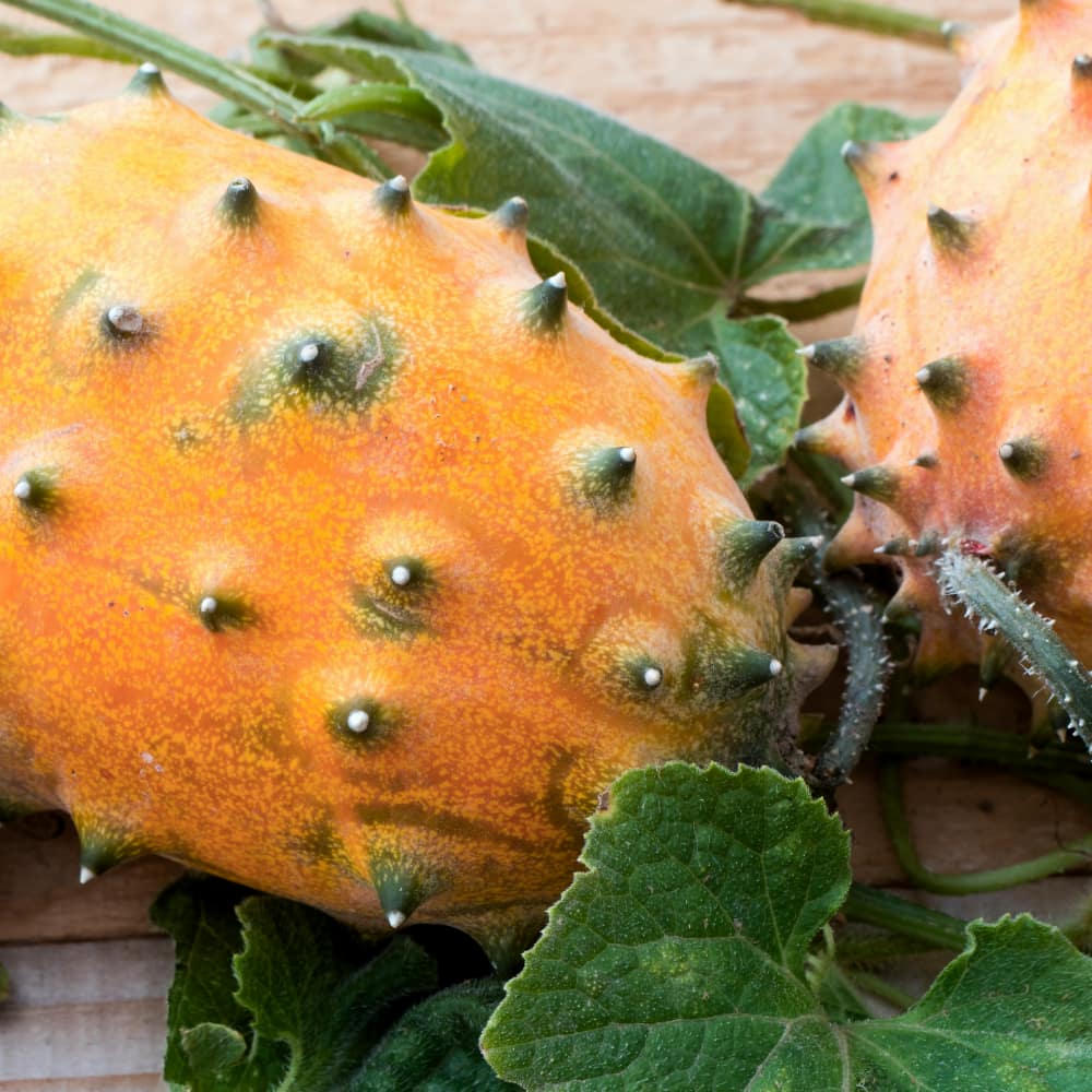 Kiwano - Horngurka - 3