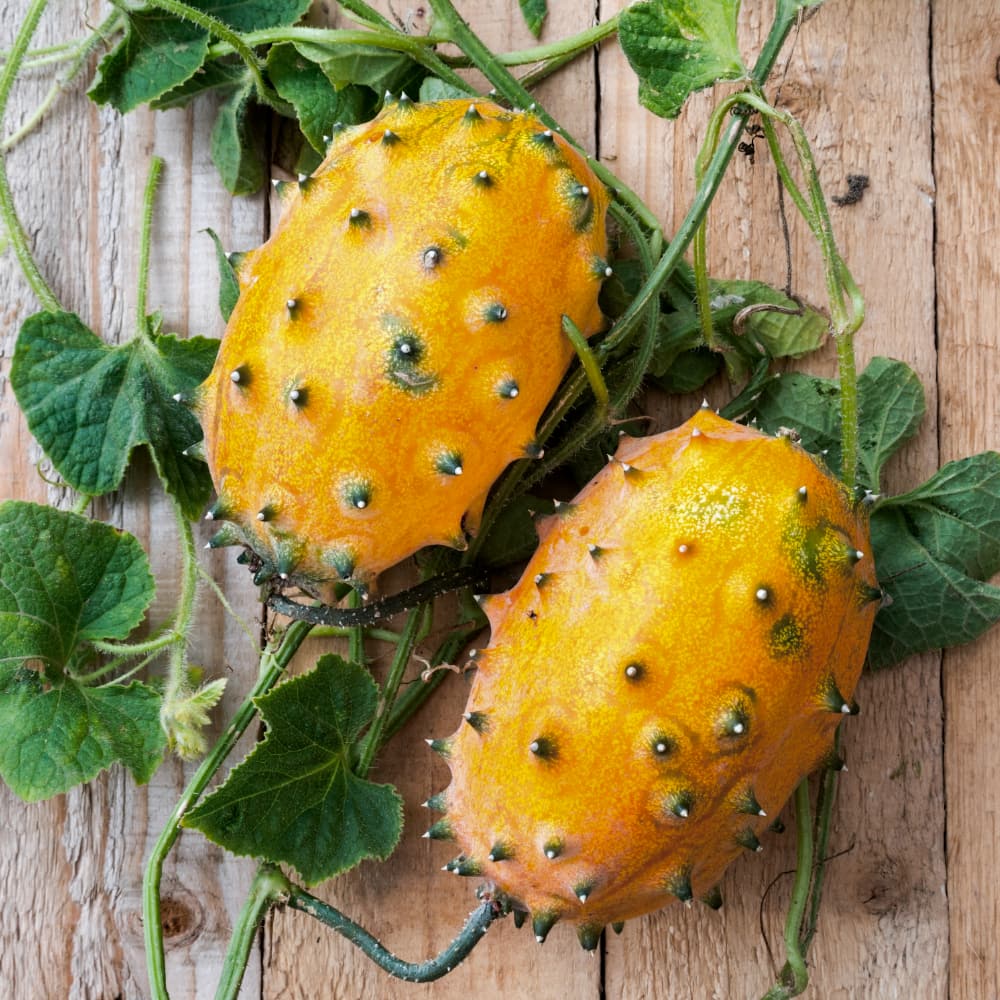 Kiwano - Horngurka