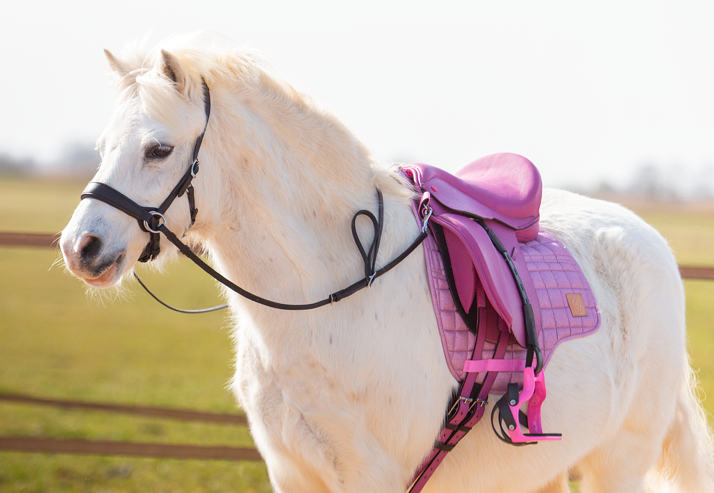 EDIX® Elore treeless pony saddle (dressage - 12