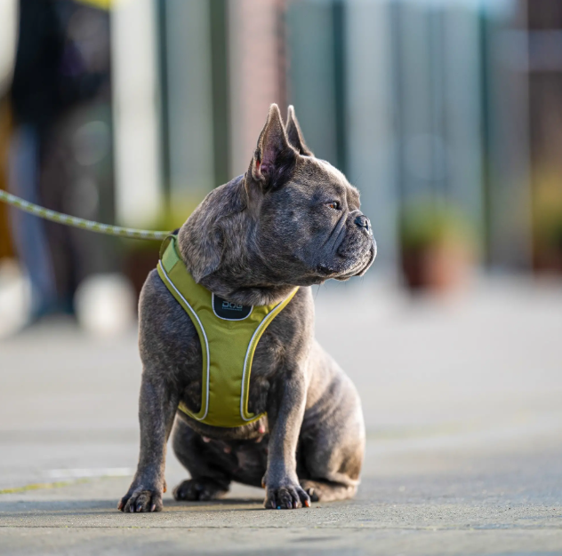 Dog Copenhagen Comfort Walk Go Sele - 6