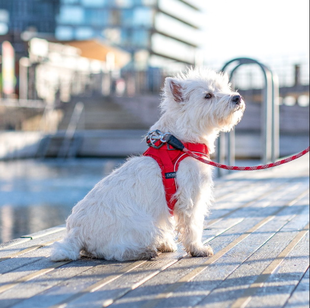 Dog Copenhagen Comfort Walk Go Sele - 8