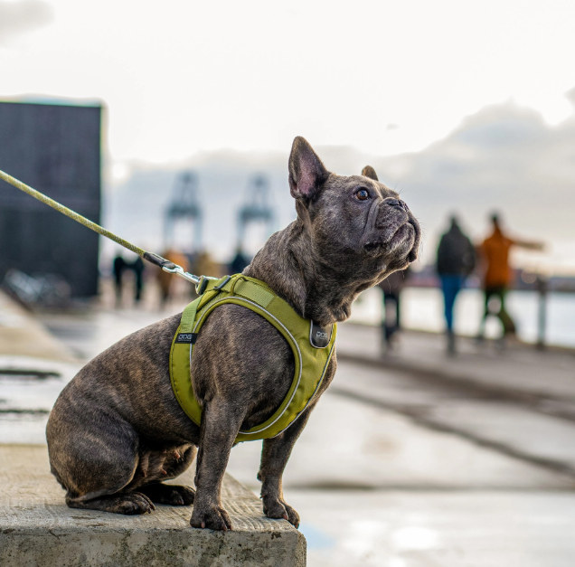 Dog Copenhagen Comfort Walk Go Sele - 5