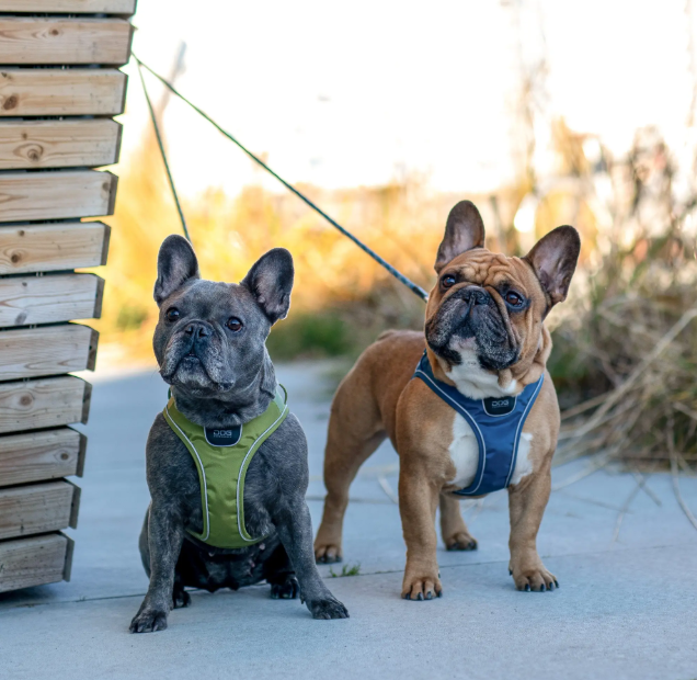 Dog Copenhagen Comfort Walk Go Sele - 7
