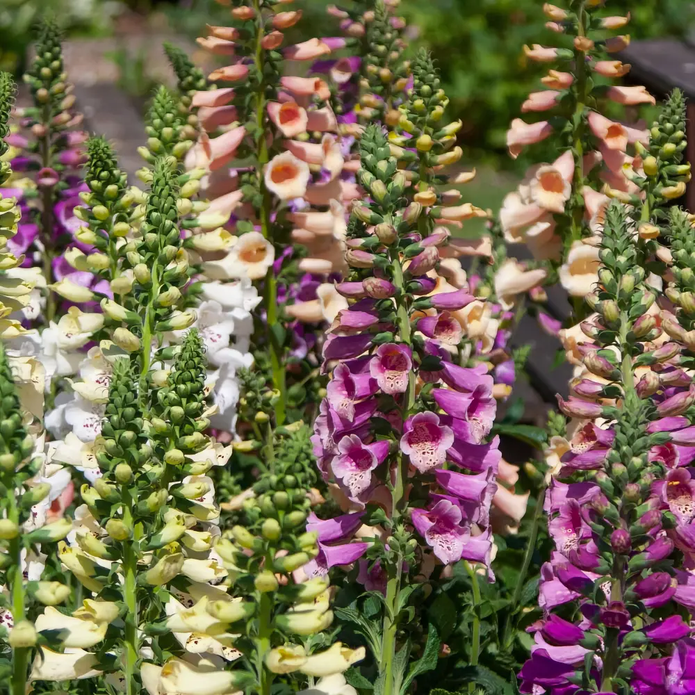 Fingerborgsblomma 'Dottie Mix'