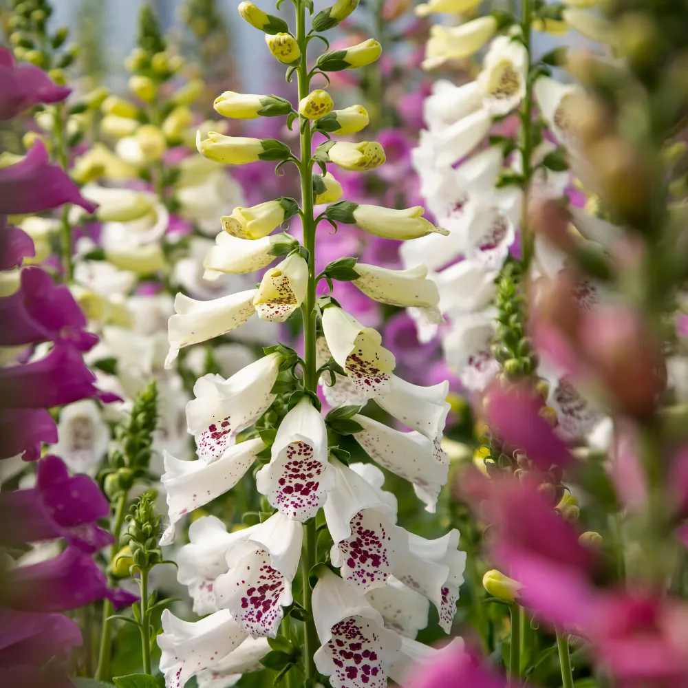 Fingerborgsblomma 'Dottie Mix'