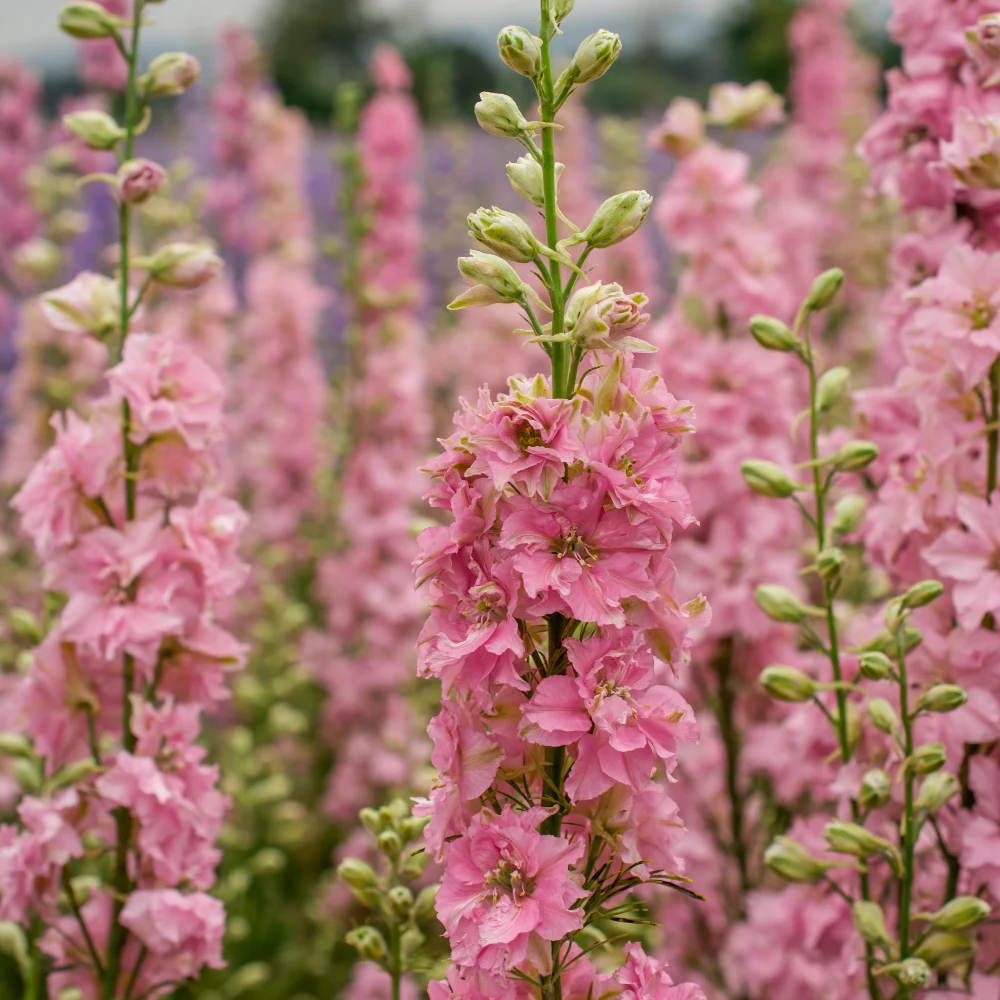 Riddarsporre 'Salmon Beauty'