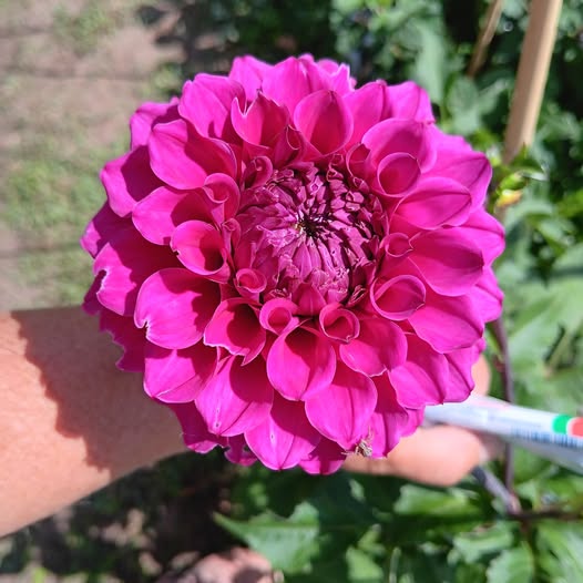 Sfp 2 Dahlia fröling