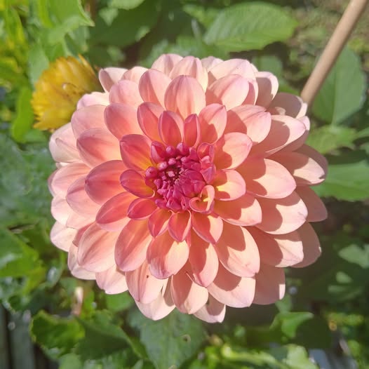 Mamma Sfp 3 Dahlia 5 frö