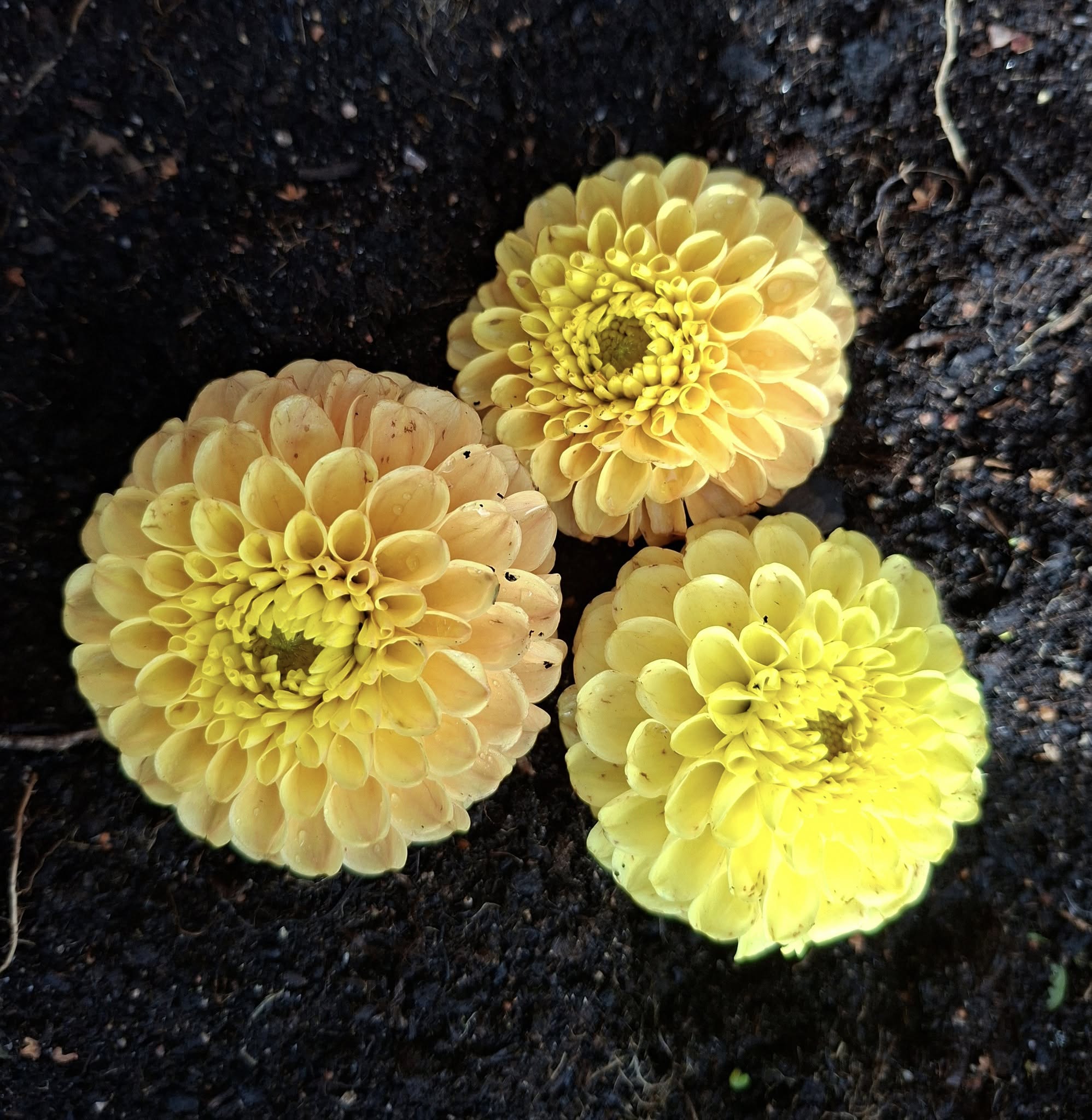 Mamma Sfp 3 Dahlia 5 frö - 2