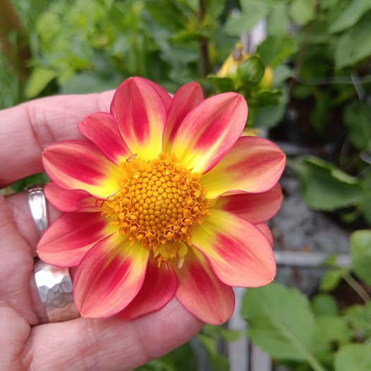 Sfp 4 Dahlia fröling - 2