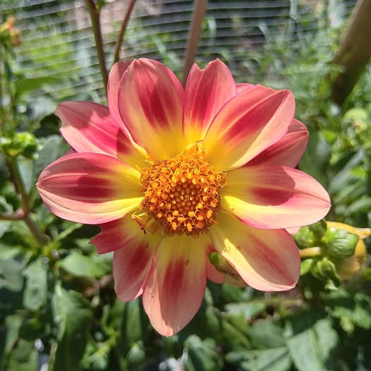 Sfp 4 Dahlia fröling
