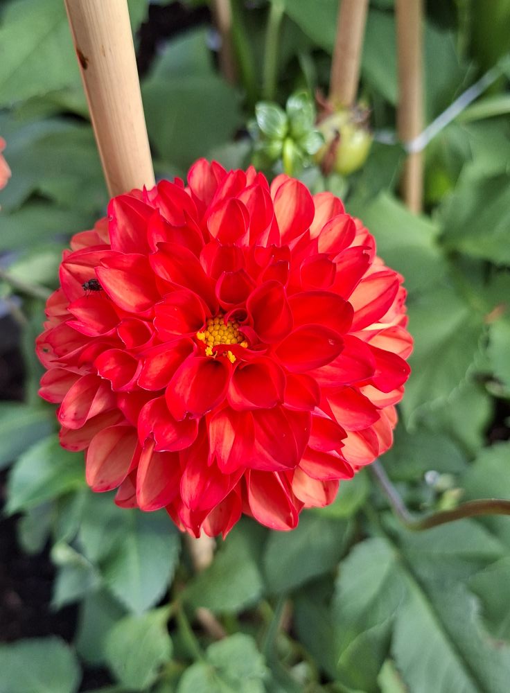 Sfp 6 Dahlia fröling