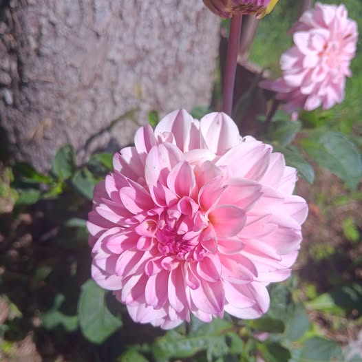 Sfp 7 Dahlia fröling - 2