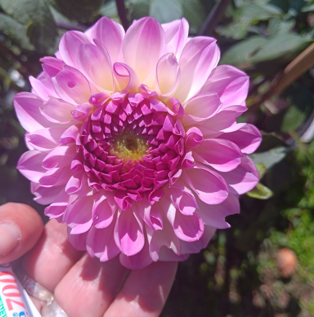 Sfp 8 Dahlia fröling
