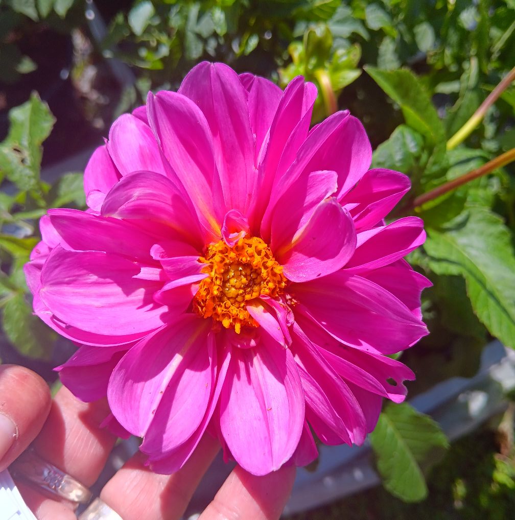 Sfp 9 Dahlia fröling