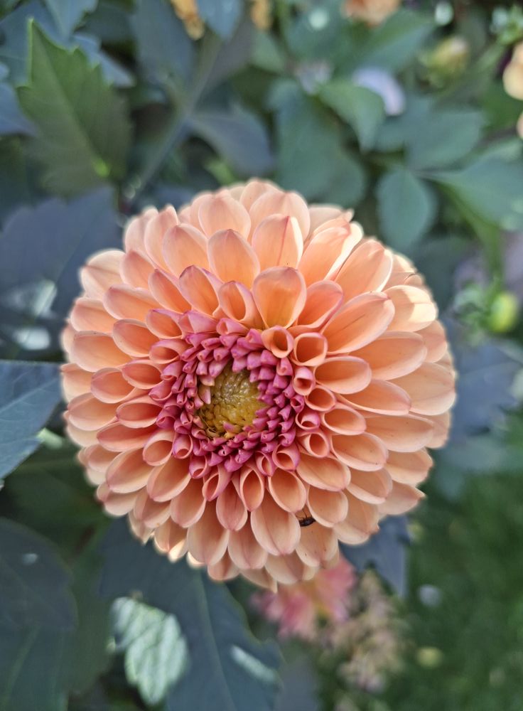Sfp 13 Dahlia fröling