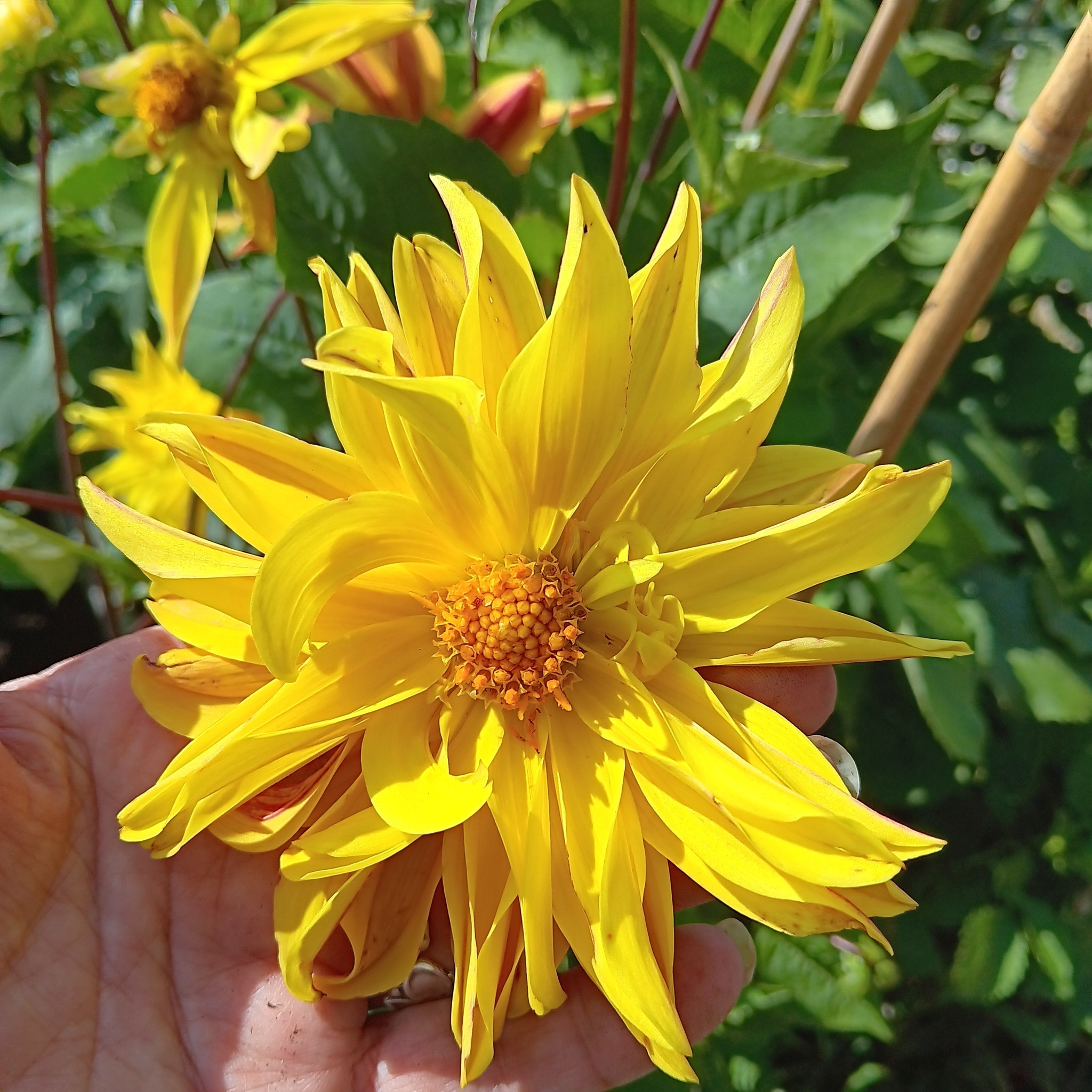 Sfp 19 Dahlia fröling