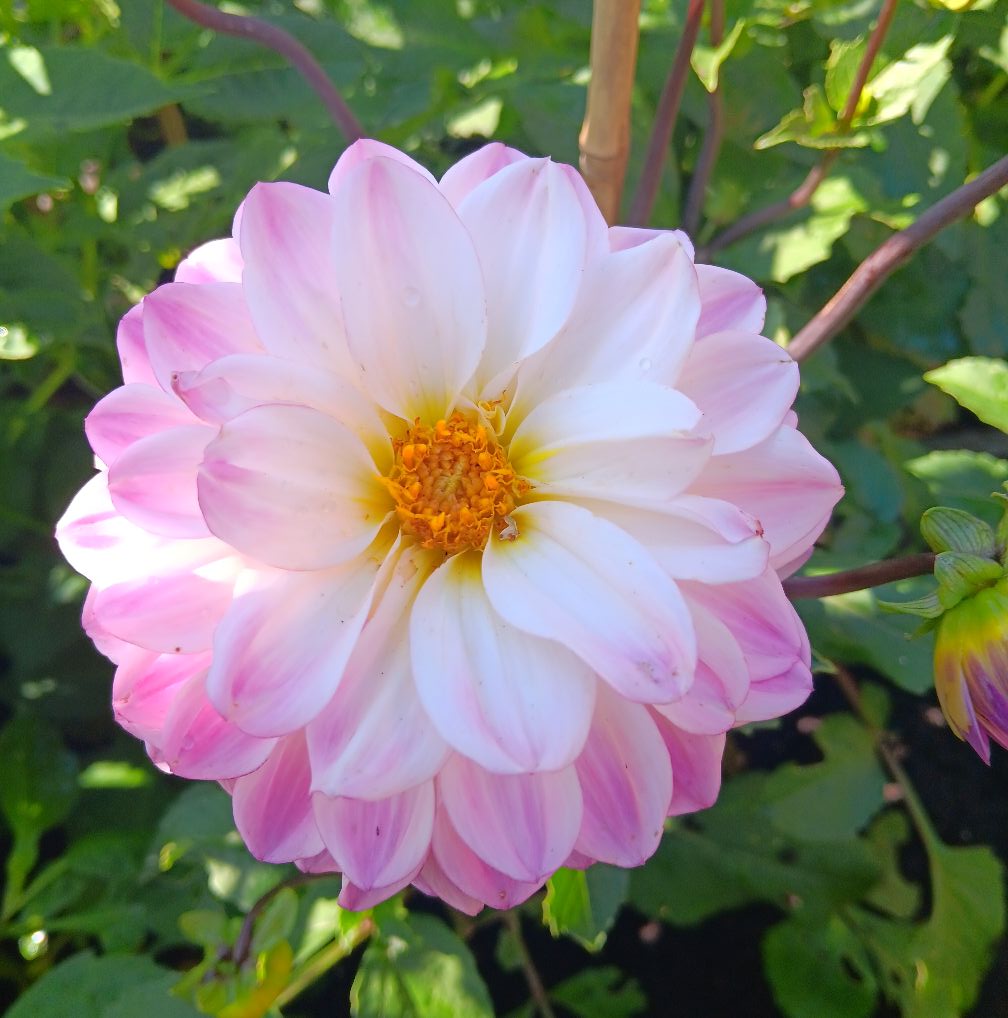 Sfp 22 Dahlia fröling
