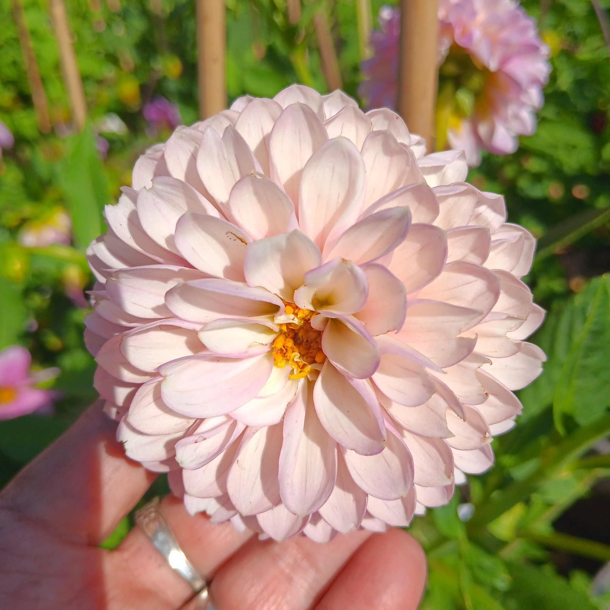 Sfp 26 Dahlia fröling chickenleg