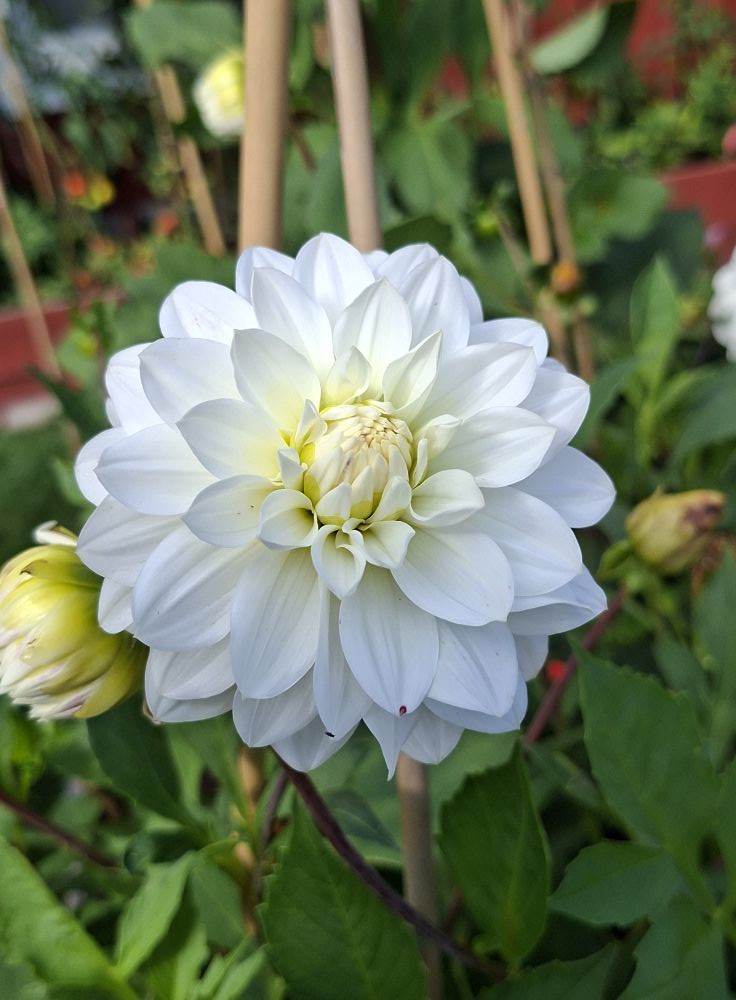 Sfp 27 Dahlia fröling chickenleg