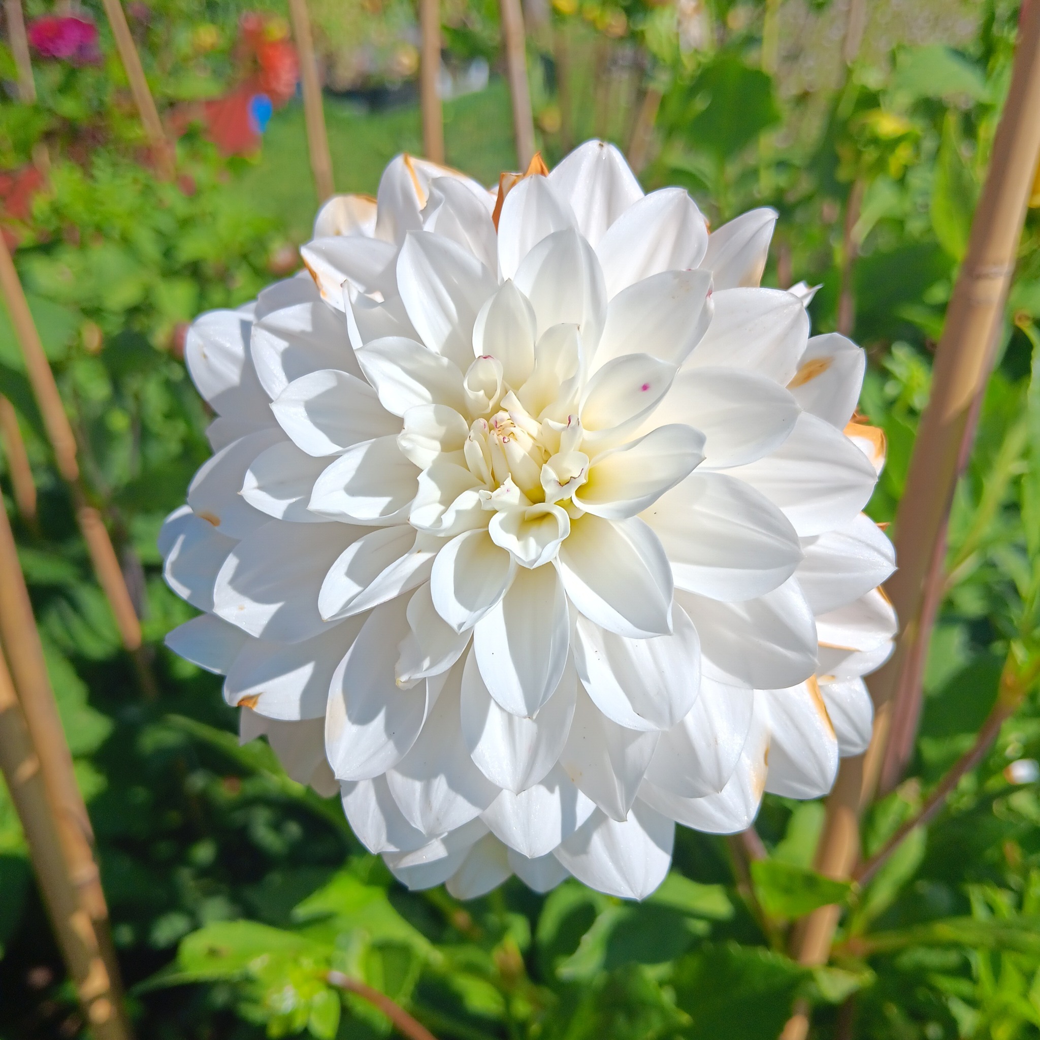 Sfp 27 Dahlia fröling chickenleg - 2