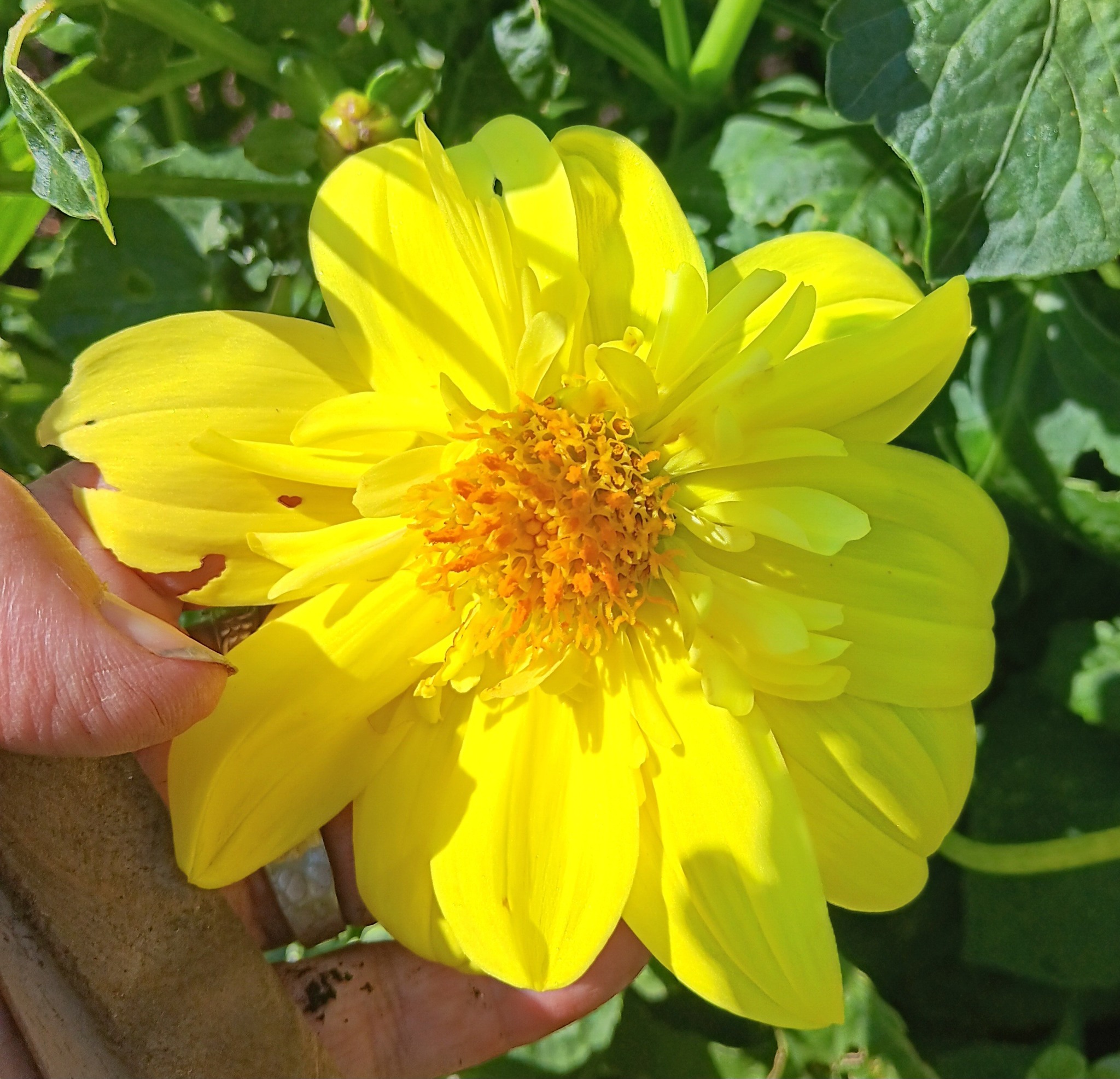 Sfp 28 Dahlia fröling