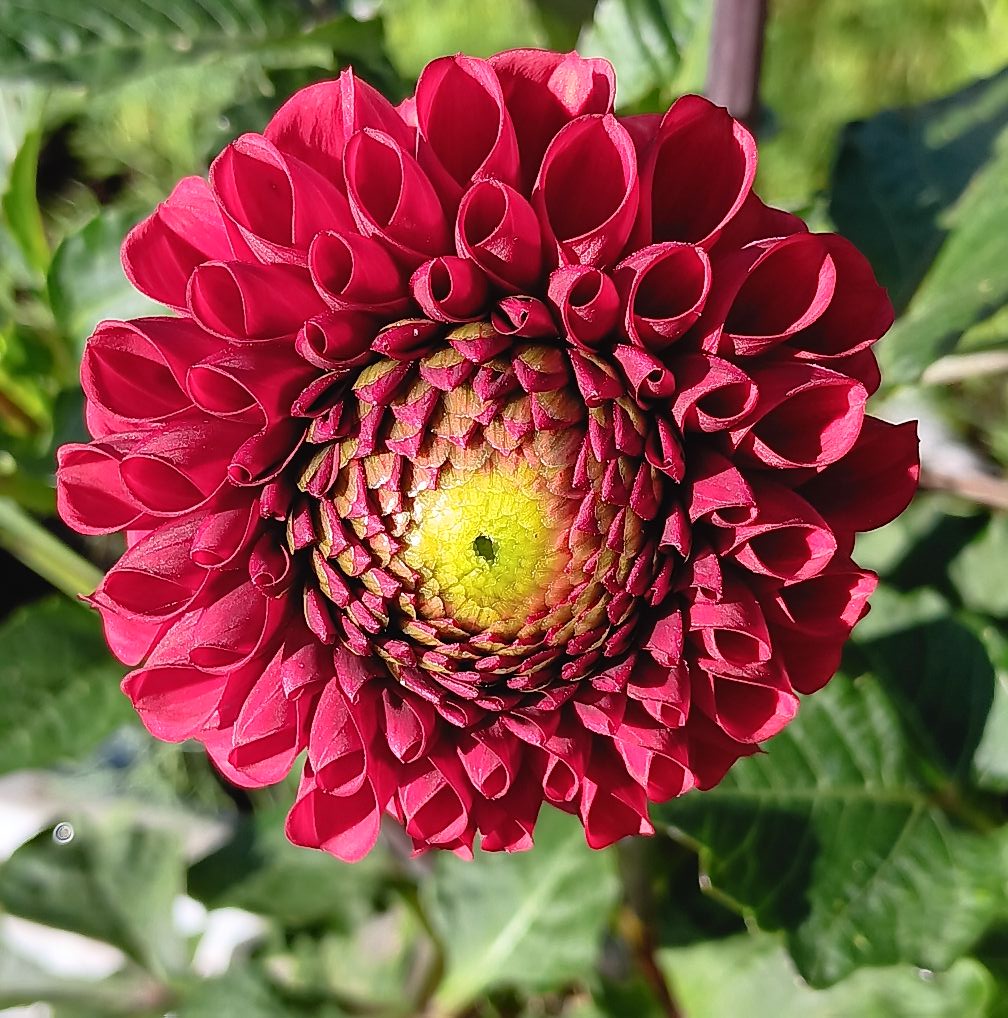 Sfp 29 Dahlia fröling