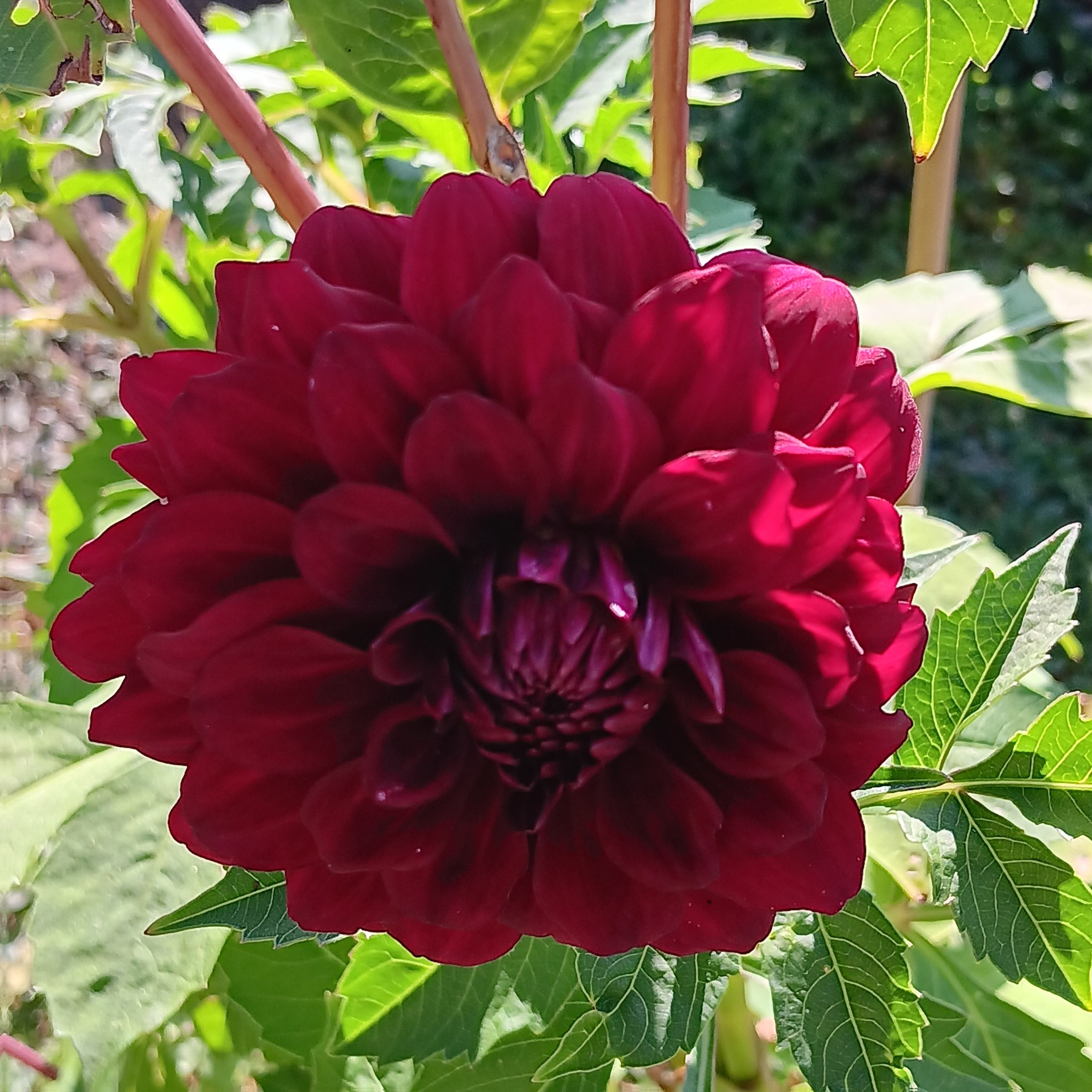 Sfp 30 Dahlia fröling