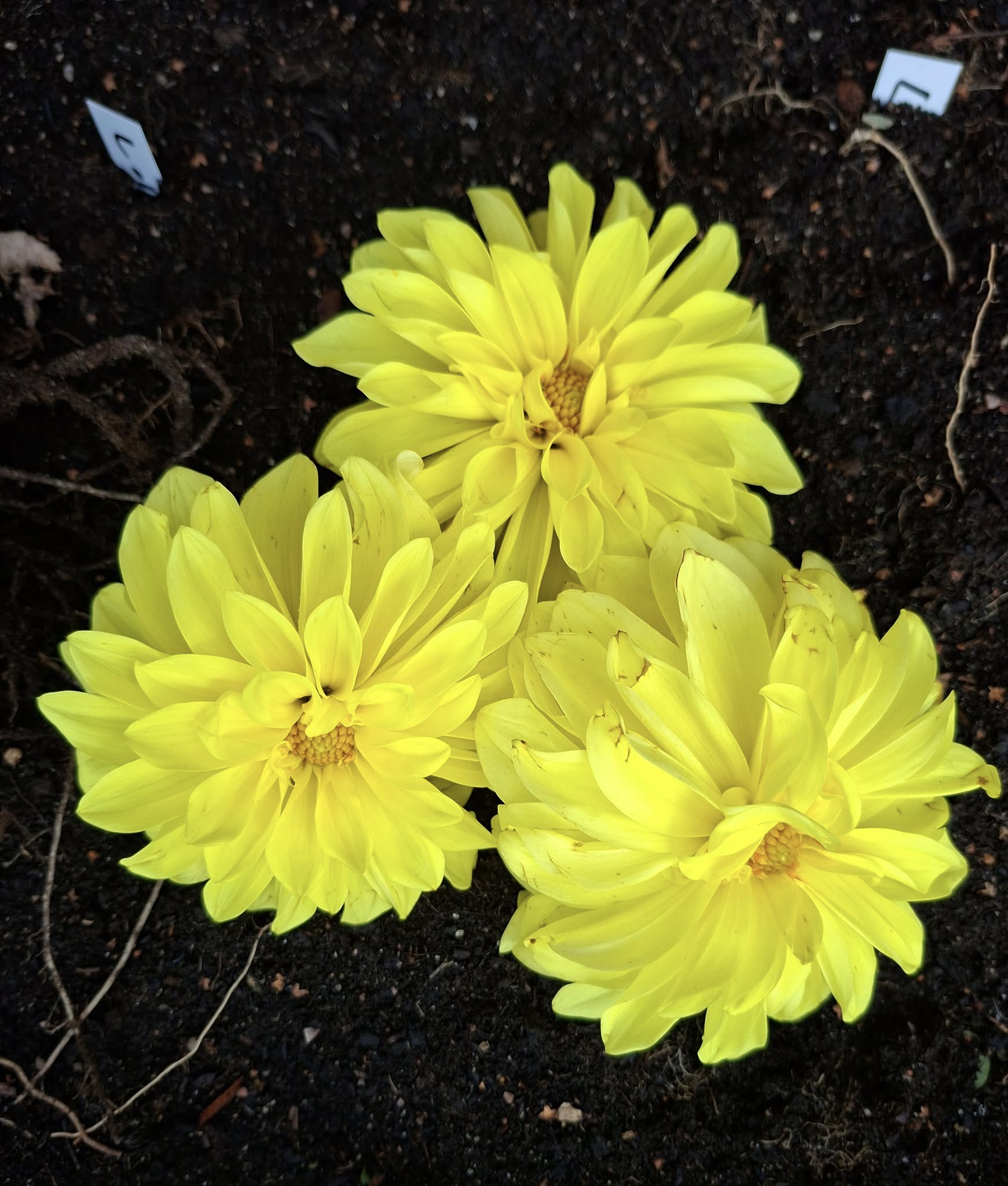 Sfp 31 Dahlia fröling