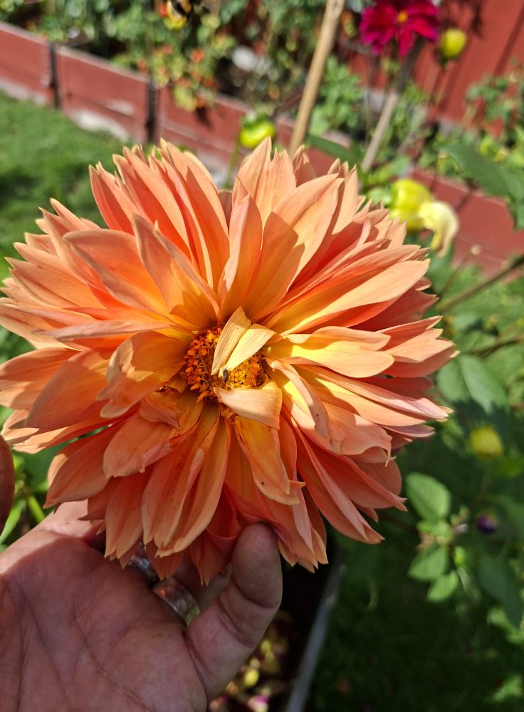Sfp 32 Dahlia fröling chickenleg - 2