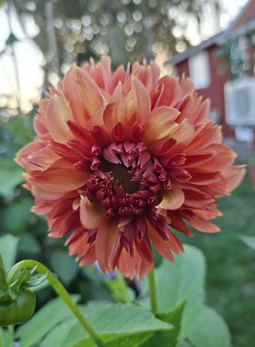 Sfp 32 Dahlia fröling chickenleg