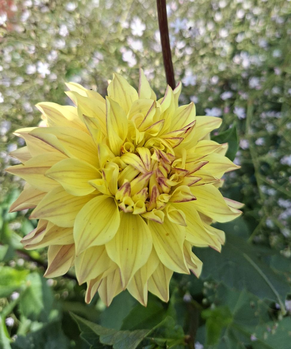 Sfp 33 Dahlia fröling - 2