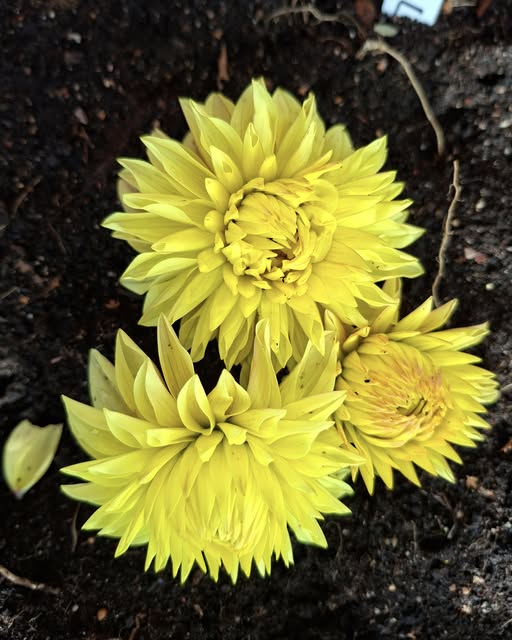 Sfp 33 Dahlia fröling