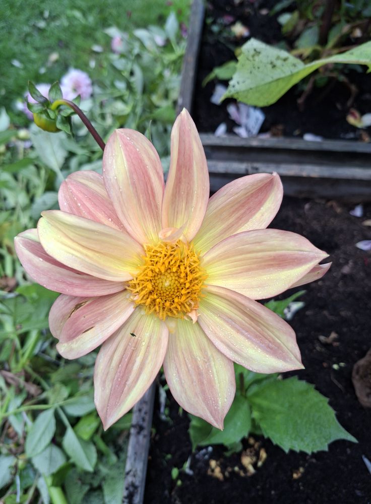 Sfp 35 Dahlia fröling