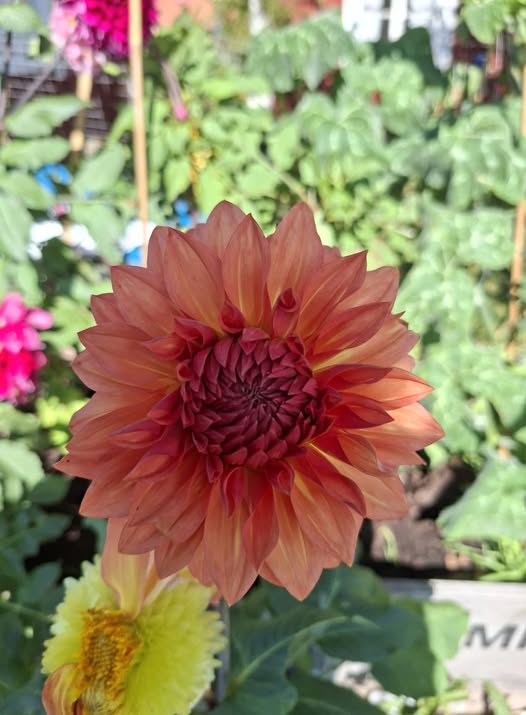 Sfp 36 Dahlia fröling