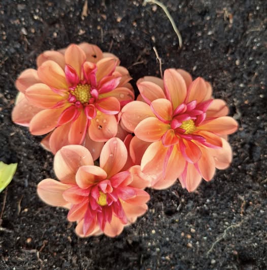 Sfp 37 Dahlia fröling - 2
