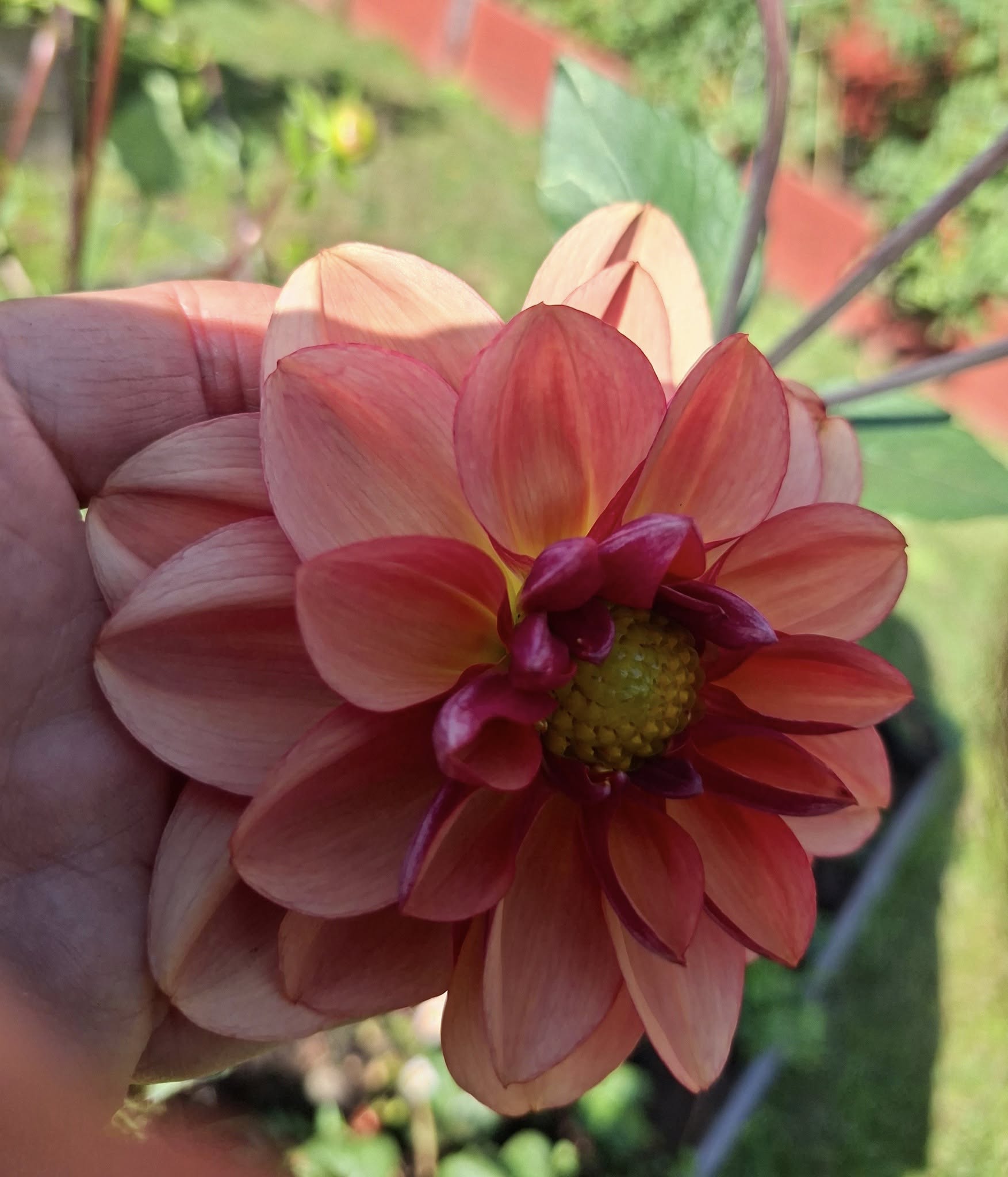 Sfp 37 Dahlia fröling