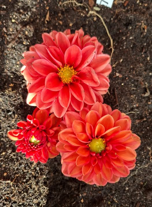 Sfp 38 Dahlia fröling chickenleg - 2