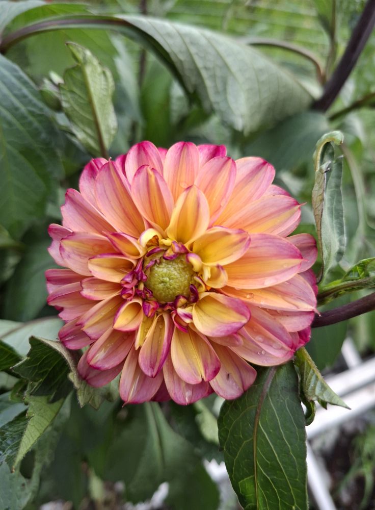 Sfp 38 Dahlia fröling chickenleg