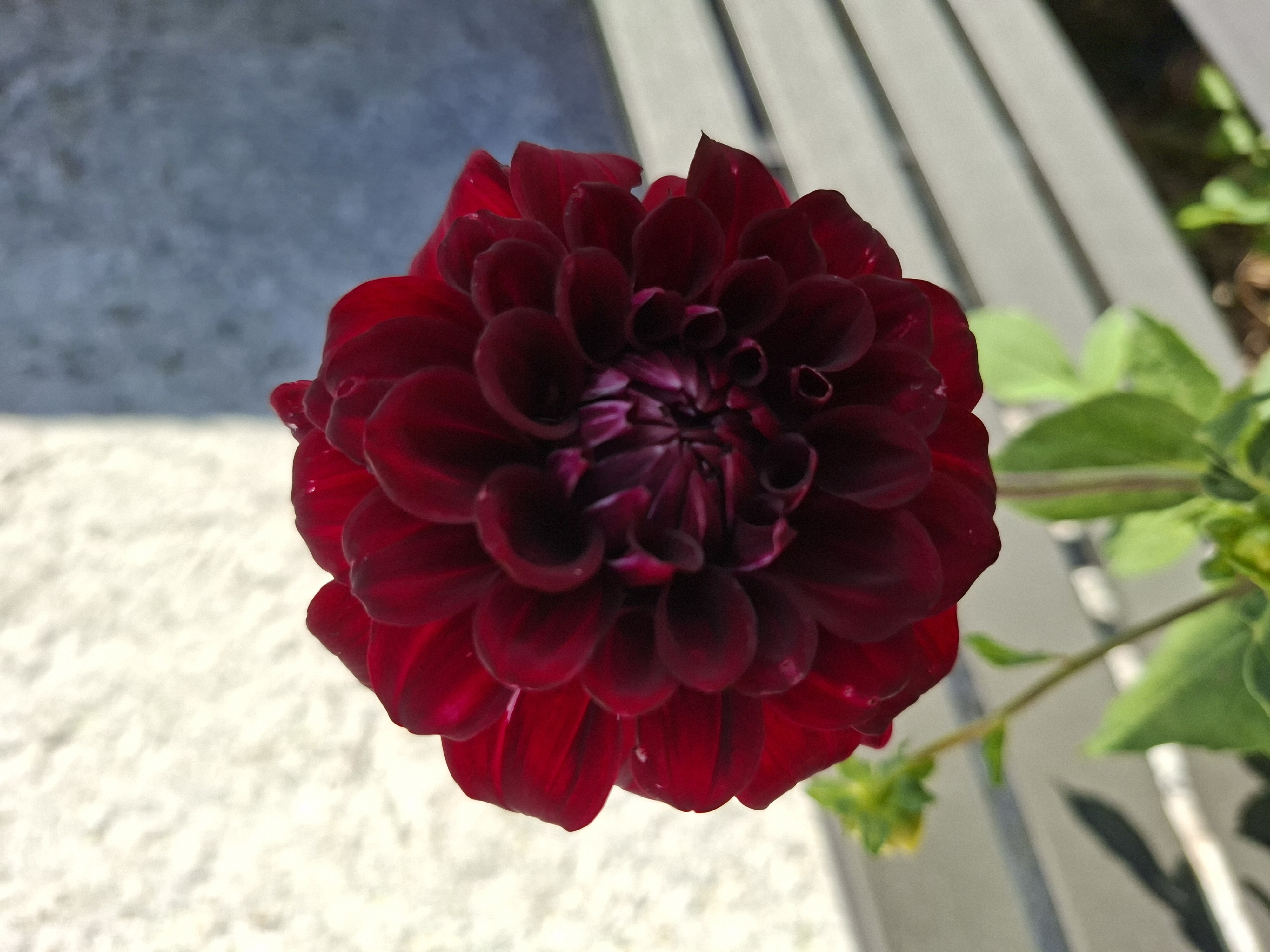 Sfp 40 Dahlia fröling chickenlegs - 2