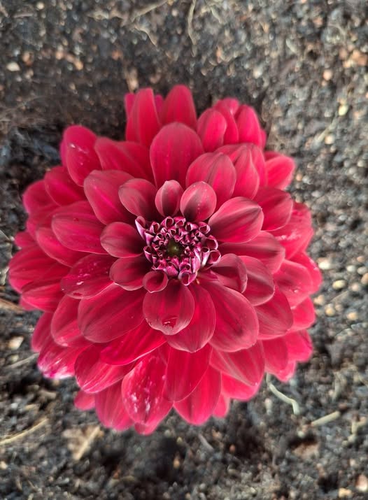 Sfp 40 Dahlia fröling chickenlegs