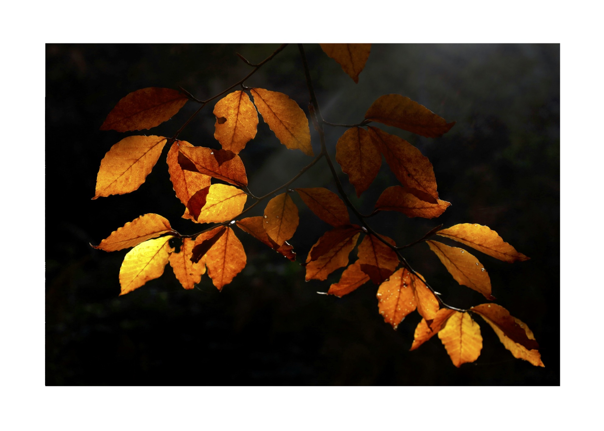Autumn Leafs No 01 - Poster - 2