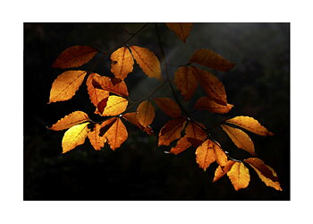 Autumn Leafs No 01 - Poster