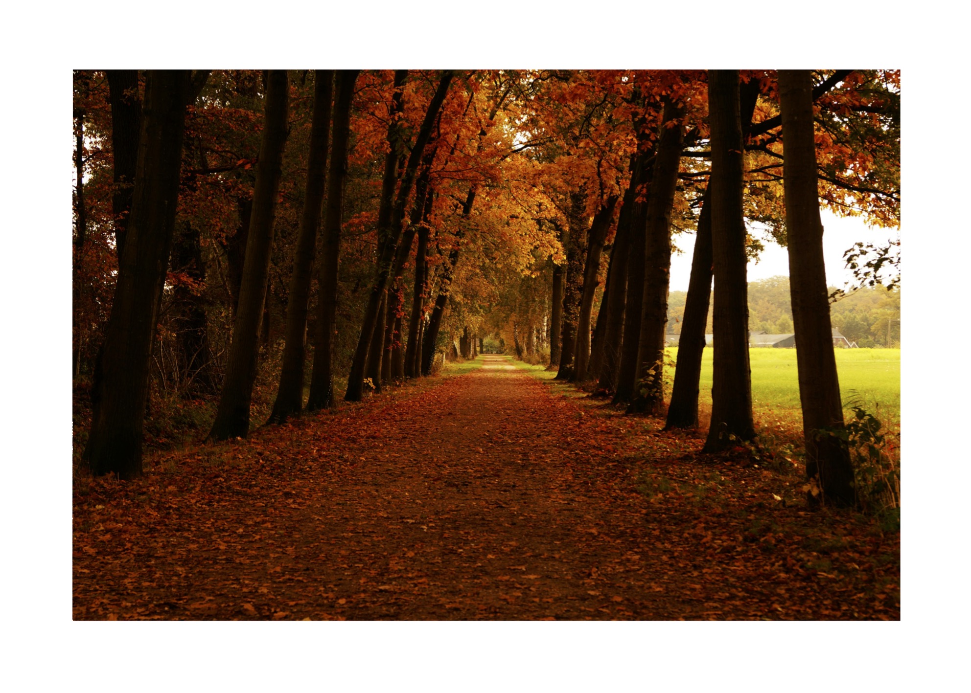 Autumn Leafs No 02 - Poster - 2