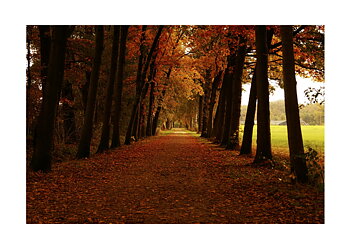 Autumn Leafs No 02 - Poster