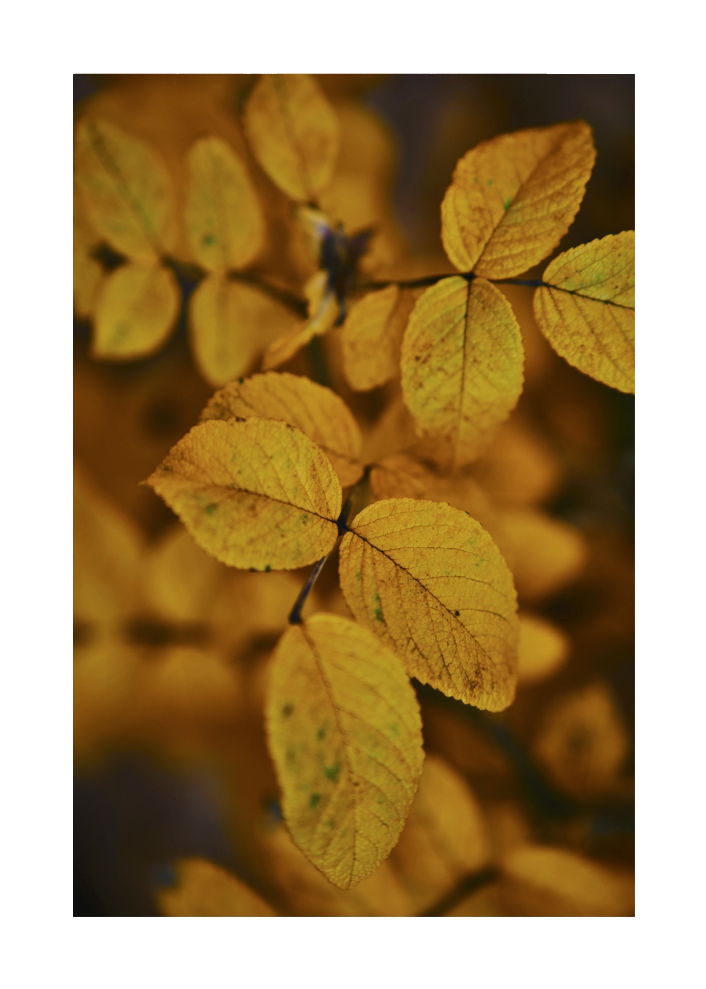 Autumn Leafs No 03 - Poster - 2