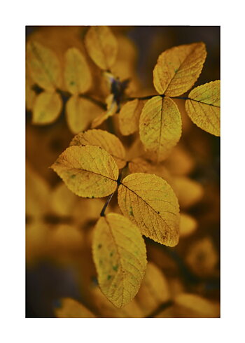 Autumn Leafs No 03 - Poster