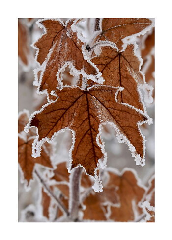Autumn Leafs No 04 - Poster