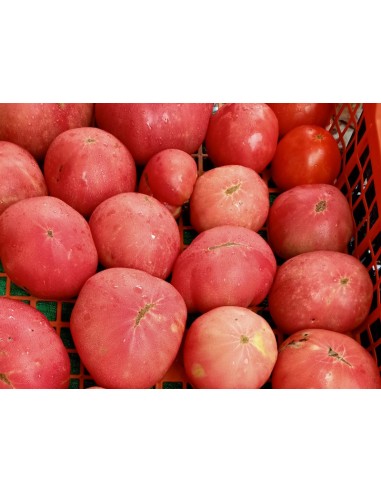 Tomat Rosa de Barbastro